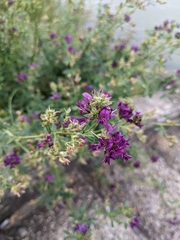 Medicago
