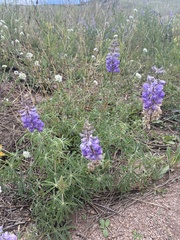 Lupinus argenteus