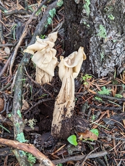 Helvella crispa