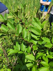 Toxicodendron vernix