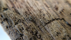 Rilaena triangularis