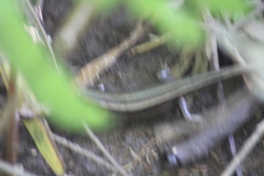 Plestiodon