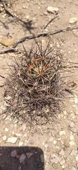 Coryphantha macromeris