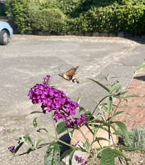Macroglossum stellatarum