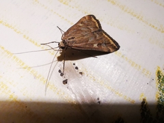 Loxostege sticticalis