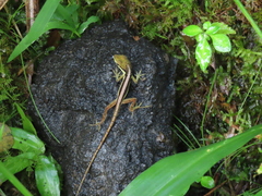 Anolis krugi