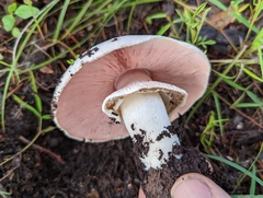 Agaricus