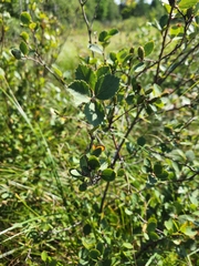 Betula pumila