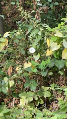 Calystegia silvatica