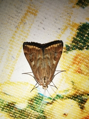 Loxostege sticticalis
