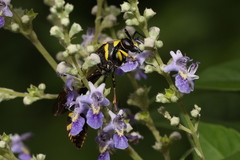 Phimenes flavopictus