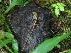 Anolis krugi