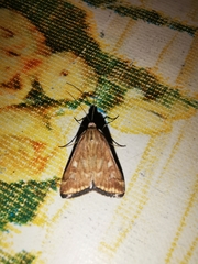 Loxostege sticticalis