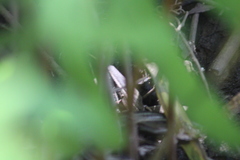 Plestiodon
