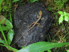Anolis krugi