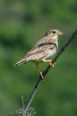 Emberiza calandra
