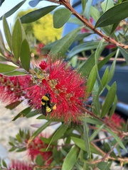 Bombus sonorus