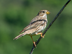 Emberiza calandra