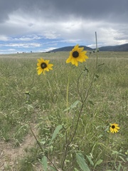 Helianthus petiolaris