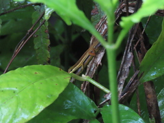 Anolis pulchellus