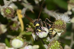Delta unguiculatum