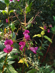 Impatiens glandulifera