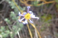 Felicia aculeata