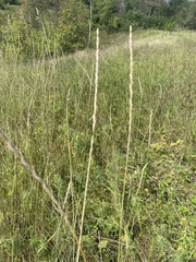 Thinopyrum intermedium