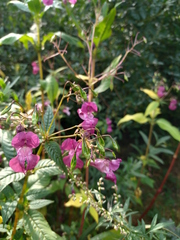 Impatiens glandulifera