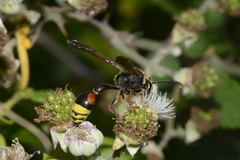 Delta unguiculatum