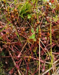 Drosera intermedia