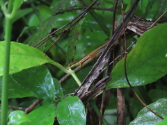 Anolis pulchellus