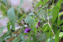Vernonia gigantea