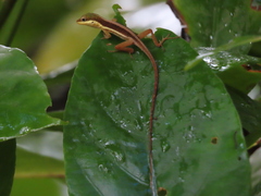 Anolis krugi