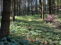 Impatiens parviflora
