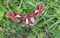 Rothschildia zacateca