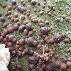 Hypoxylon fragiforme