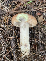 Lactarius vinaceorufescens