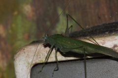 Anaulacomerina