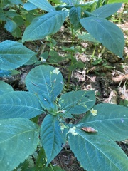 Impatiens parviflora