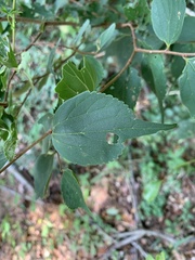 Celtis biondii