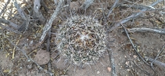 Coryphantha