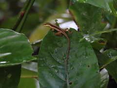 Anolis krugi