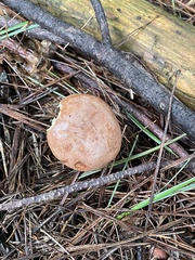 Lactarius vinaceorufescens