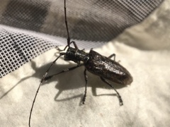 Monochamus maculosus