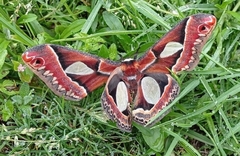 Rothschildia zacateca