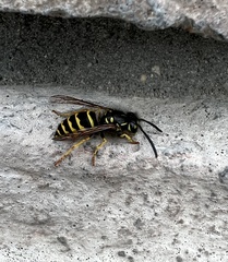 Vespula alascensis