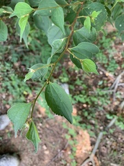 Celtis biondii