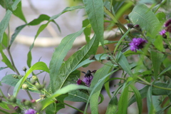 Vernonia gigantea