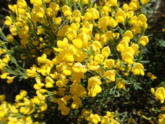 Cytisus oromediterraneus